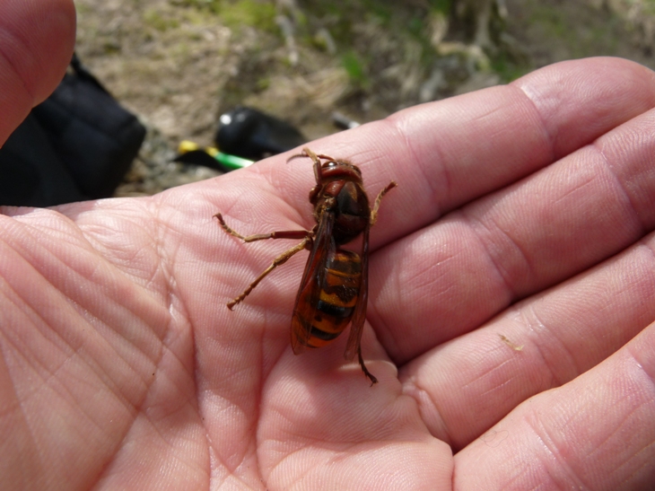 Vespa gigante sui  4,5 cm. Vespa crabro (Vespidae)